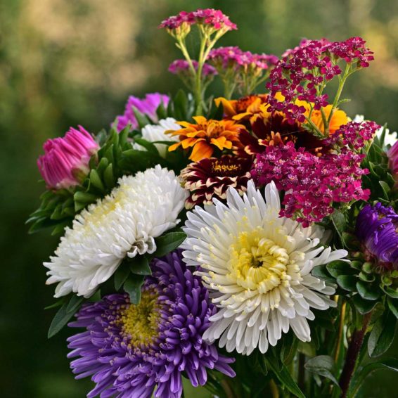 flowers-4415515_1920 flowers-4415515_1920