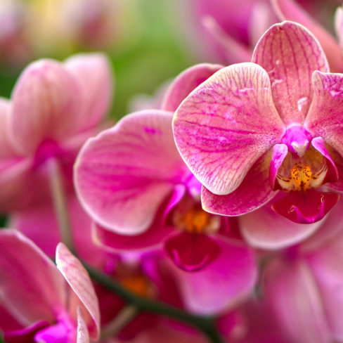 orchidea